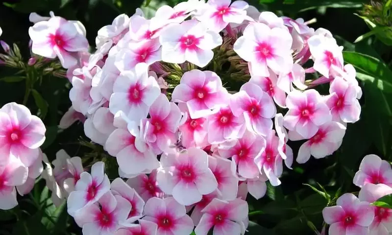 Plantas Anuales y Bianuales: Una Guía Esencial para Jardineros
