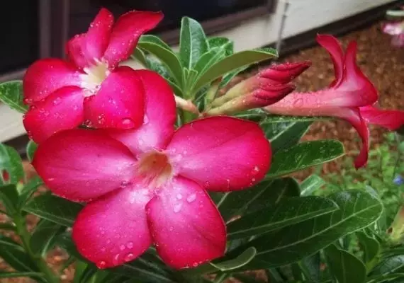 Descubre la Fascinante Rosa del Desierto: Guía Completa de Cultivo y Cuidados Espectaculares