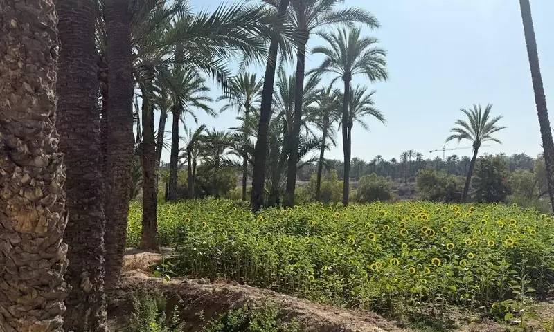 Conservación de Palmeras en España: Retos y Estrategias Municipales