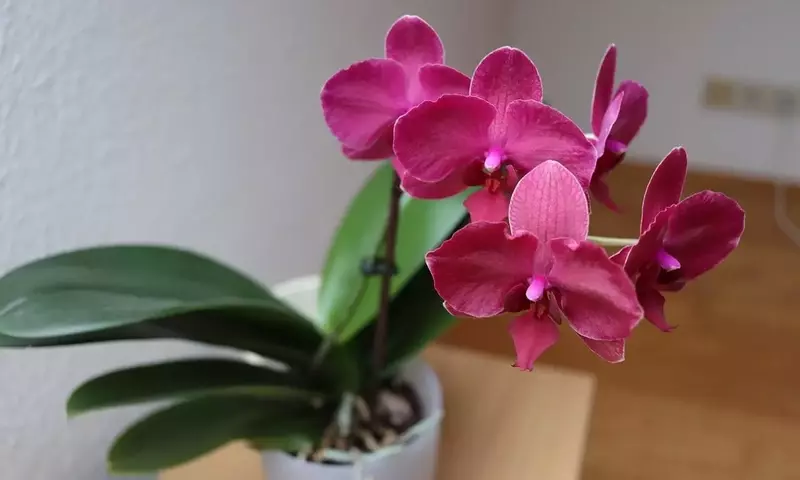 Guía Completa para el Trasplante de Orquídeas: Identificación y Cuidados Esenciales