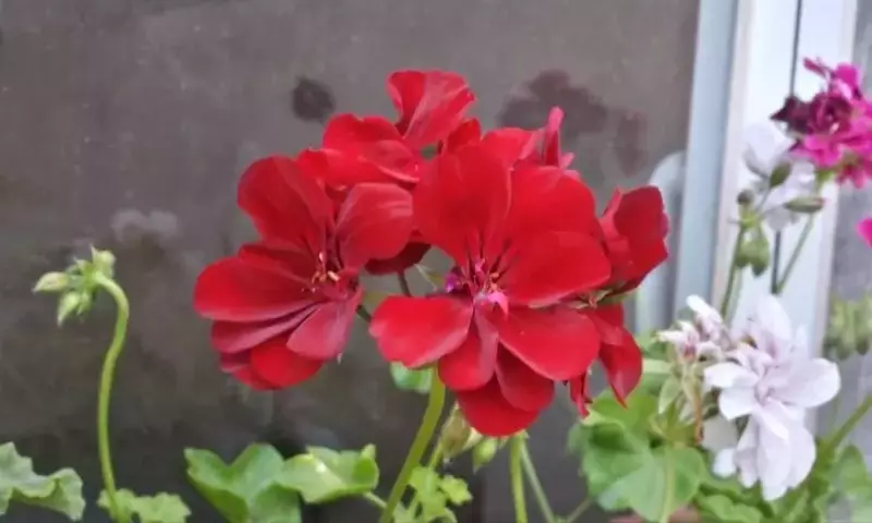 Cuidado Óptimo de Plantas en Maceta Durante el Verano