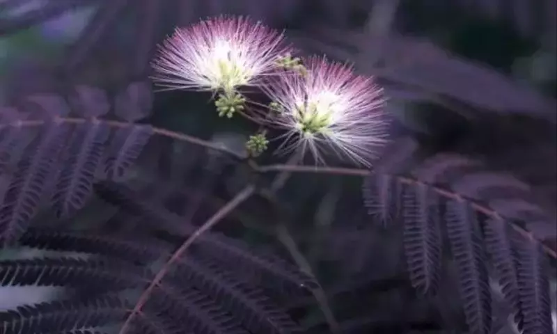 Albizia julibrissin 'Summer Chocolate': Una Joya del Jardín con Follaje Exótico y Cuidado Versátil