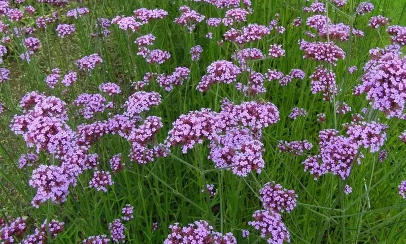 Guía Completa para el Cultivo de Verbena en Entornos Domésticos