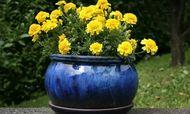 Guía Completa para el Cultivo de Plantas en Macetas