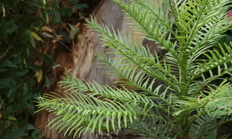 Descubrimiento Asombroso: El "Pino de Wollemi", Un Con￭fero Ancestral Redescubierto