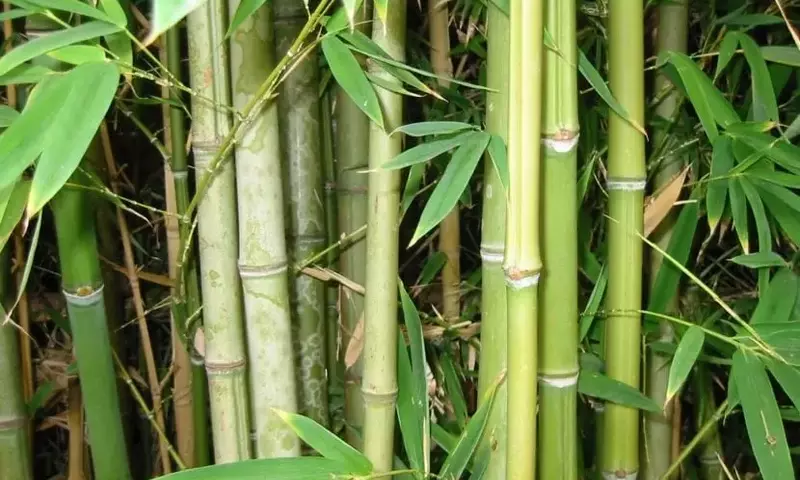 El Bambú: Un Tesoro Ancestral y Versátil para tu Jardín