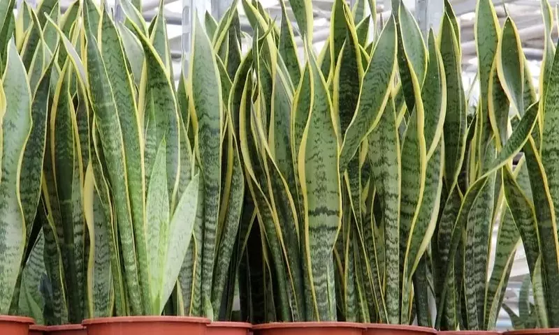 La Sansevieria: Una Planta Indestructible para Principiantes y Expertos