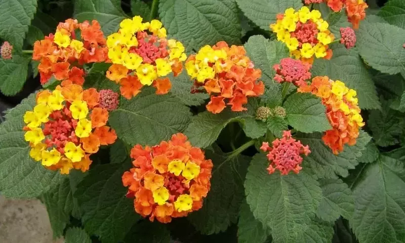 Flores que Prosperan Bajo el Sol Directo