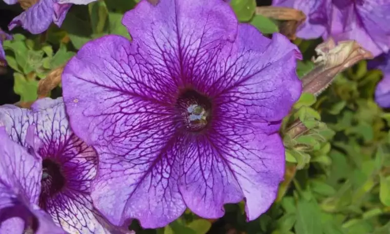 Guía Completa para el Cuidado de las Petunias: Flores Vibrantes en tu Jardín