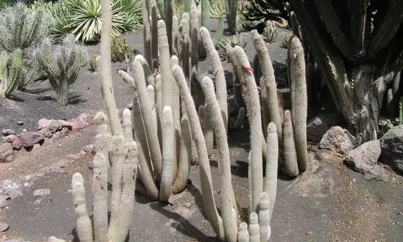 El Cactus Antorcha Plateada: Un Tesoro del Desierto con Espinas Blancas