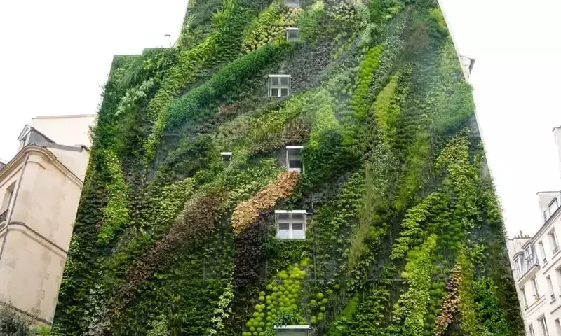 Guía Esencial para Jardines Verticales: Selección de Plantas Clave