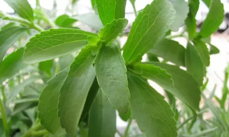 Guía Completa para el Cultivo y Cuidado de la Stevia: El Endulzante Natural en Tu Hogar