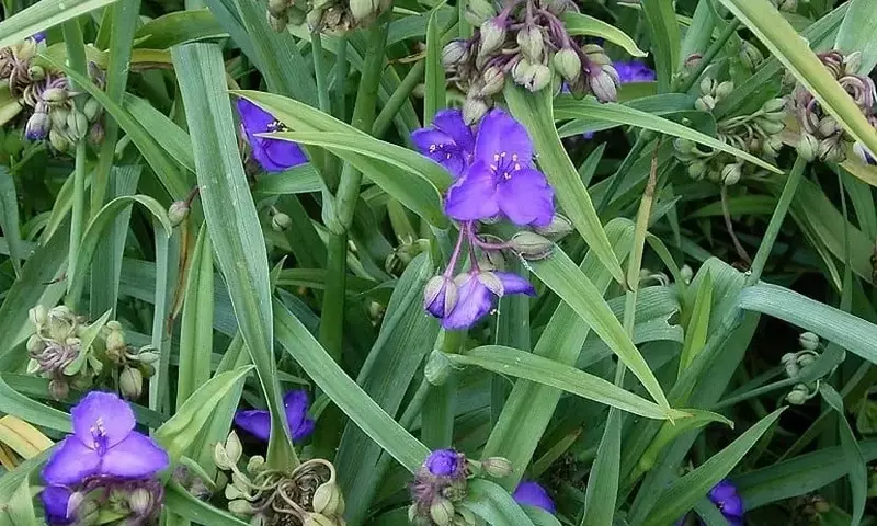 Descubriendo la Tradescantia: La Planta Ideal para Embellecer tu Hogar