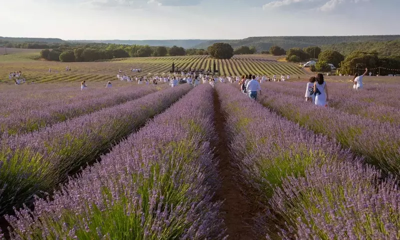 Brihuega: El Santuario de Lavanda de España y su Impacto Transformador