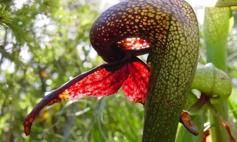 El Fascinante Universo de las Plantas Carnívoras