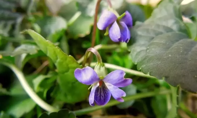 El Encanto Aromático de la Violeta Común: Guía de Cultivo