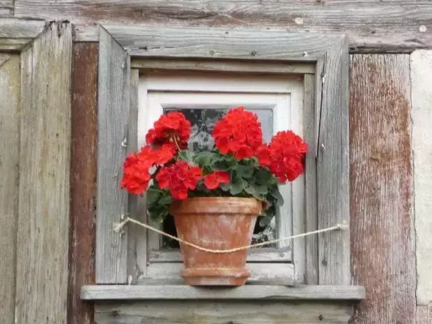 Geranios: Un Viaje a Través de su Cultivo y Esplendor Floral