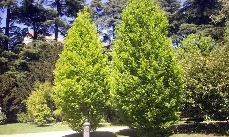 El Carpe: Un Árbol Excepcional para Setos y Jardines