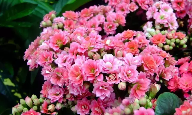 Kalanchoe blossfeldiana: Una Gema Floral para el Otoño