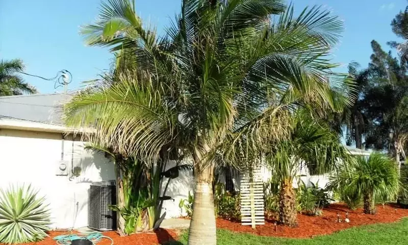 Descubriendo la Ravenea rivularis: La Palmera de Majestad Ideal para Espacios Reducidos
