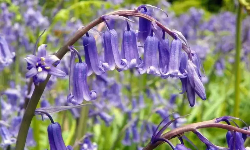 El Esplendor del Jacinto Silvestre: Belleza y Conservación