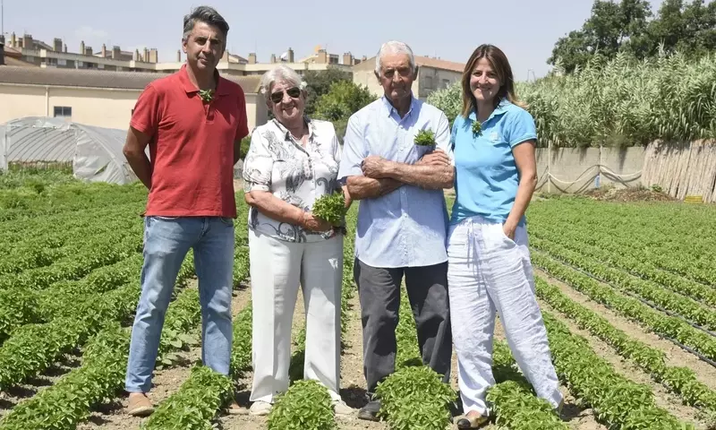 Descubriendo la Albahaca: Un Mundo de Variedades, Cultivo y Secretos Culinarios