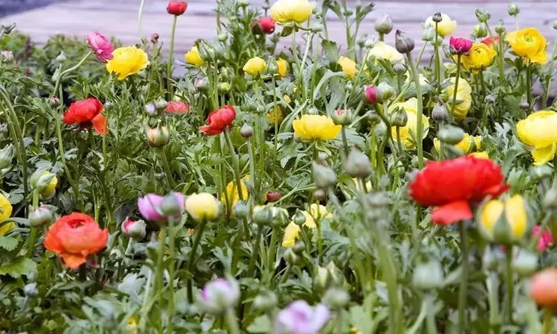 Ranúnculo: Una Belleza Floral Perenne para su Jardín