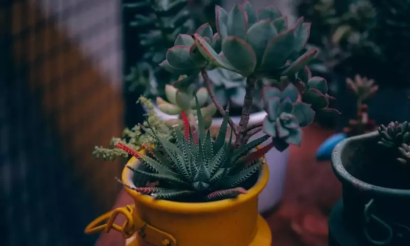 Aloe Vera: Beneficios Integrales para la Piel y el Hogar