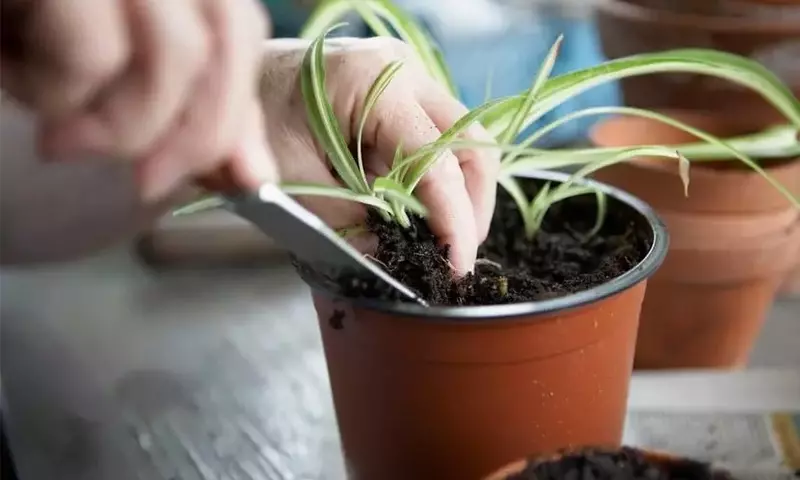 Secretos para un Sustrato de Maceta Vital: Guía Completa de Cuidado y Revitalización