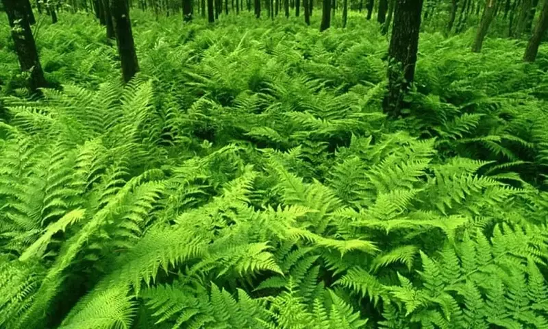 Embellezca Su Jardín: Guía de Plantas Ornamentales Destacadas