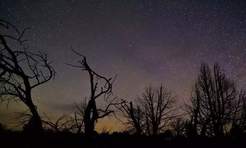 El Misterio Nocturno de los Árboles Revelado: ¿Duermen las Plantas Gigantes?