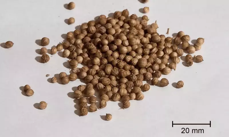 Mejorando la Germinación de Semillas: Técnicas Pregerminativas Esenciales