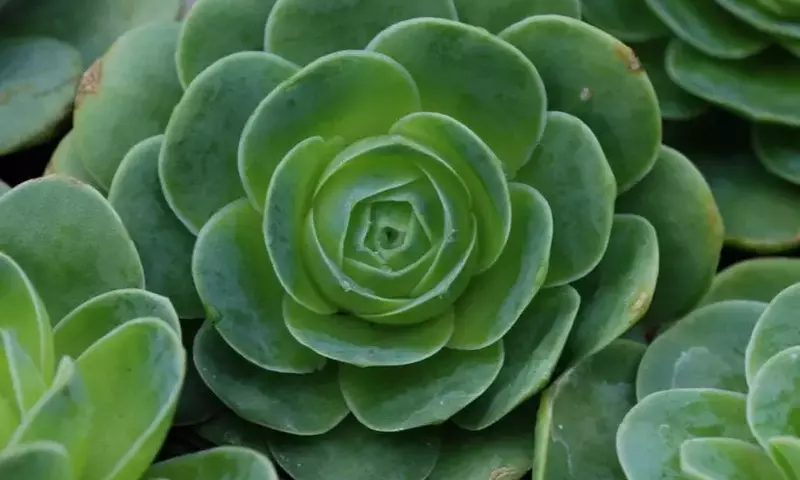 Descubriendo las Greenovias: Suculentas Exóticas con Encanto Único