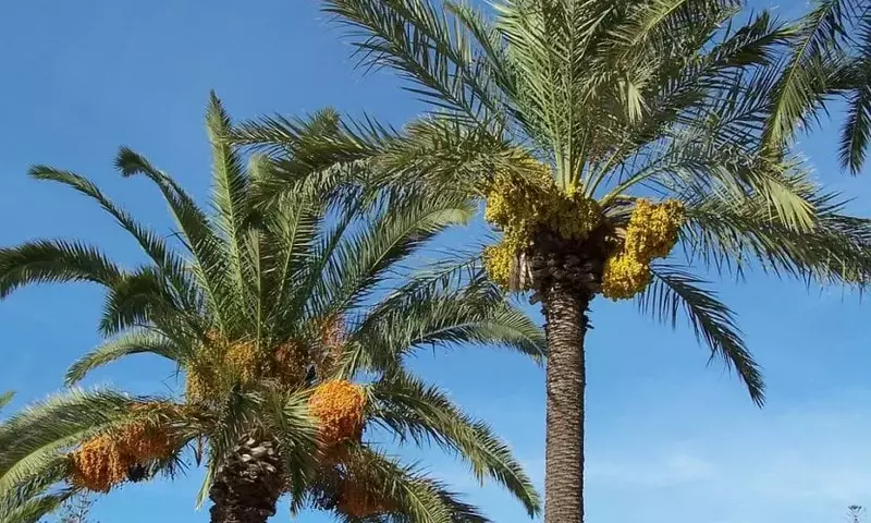 Guía Completa para el Mantenimiento de Palmeras: Cuándo y Cómo Podar para una Salud Óptima