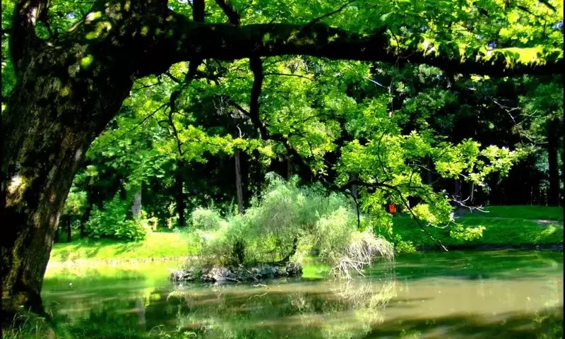 Guía Definitiva para Seleccionar el Árbol Ideal para tu Jardín
