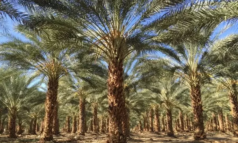 Guía Completa para el Cuidado de la Palmera Datilera (Phoenix dactylifera)
