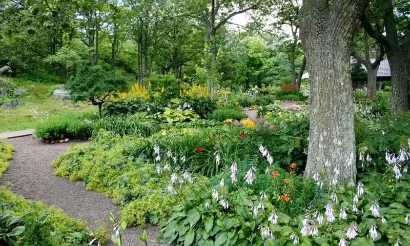 Un Oasis Floreciente: Plantas Ideales para Embellecer tu Verano