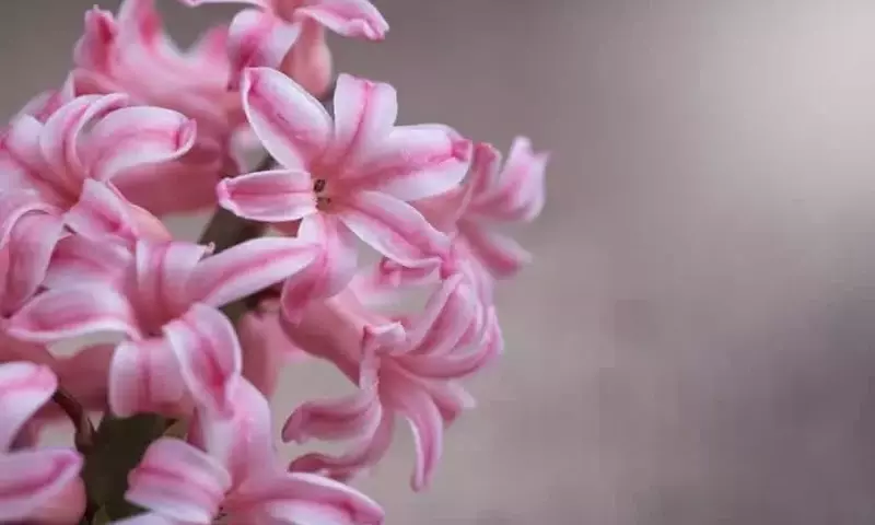 Flores de Sombra: Guía Esencial para Bulbos con Poca Luz
