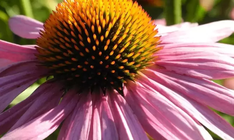 Equinácea: Belleza y Bienestar en su Jardín