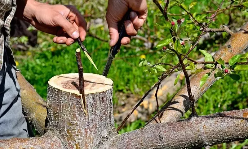 El Arte del Injerto en Olivos: Técnicas, Beneficios y Claves para el Éxito