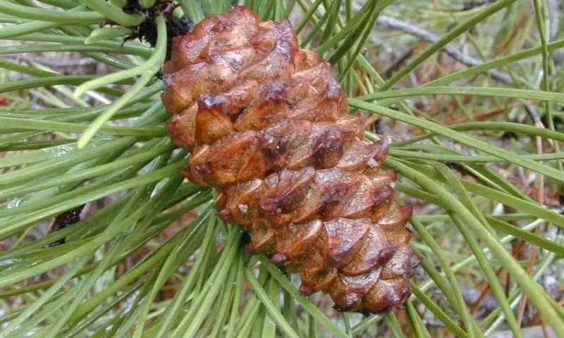 Pinus Pinaster: Guía Completa de Cultivo, Usos y Curiosidades de esta Emblemática Conífera Mediterránea