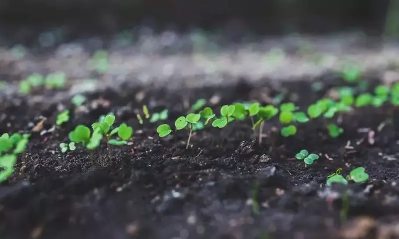 Guía de Siembra para el Mes de Abril: Qué Cultivar en tu Jardín