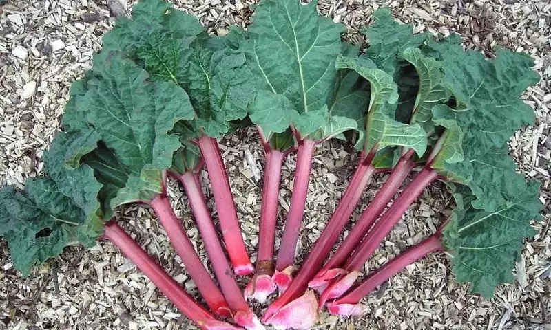 Descubriendo el Ruibarbo: Una Planta Versátil con Usos Culinarios y Consideraciones para su Cultivo
