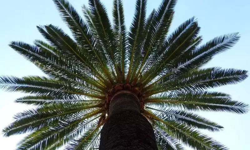 Las Palmeras Más Emblemáticas y Resilientes de España