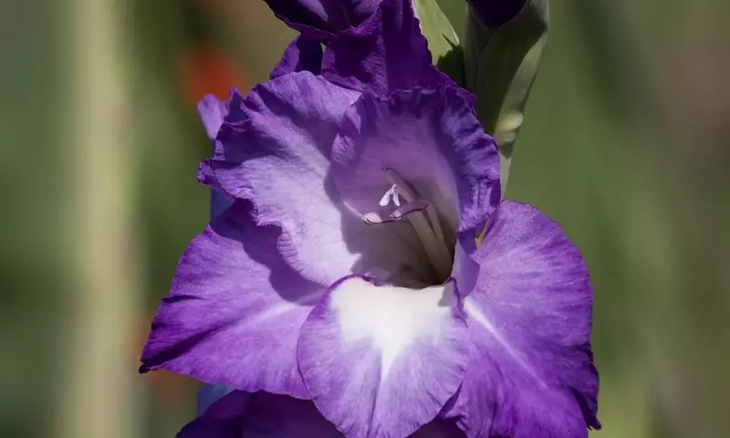 Gladiolos: La Guía Definitiva para su Cultivo Exitoso y Disfrute Ornamental