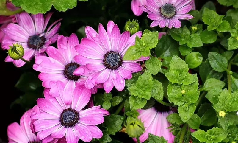 Guía Definitiva de Plantas con Flores Moradas para Embellecer tu Jardín