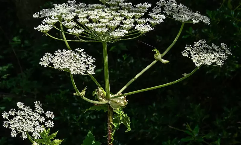 Heracleum sphondylium: La Gigante de los Campos y sus Peligros Ocultos