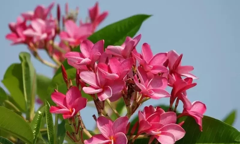 Un Vistazo a las Flores Tropicales Más Impactantes para Tu Jardín o Maceta