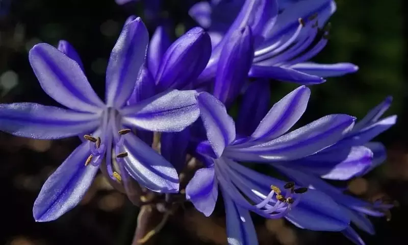 Explorando la Esencia Floral: Anatomía, Función y Propagación