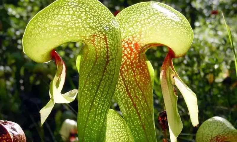 Cuidado Esencial para el Florecimiento de Plantas Carnívoras